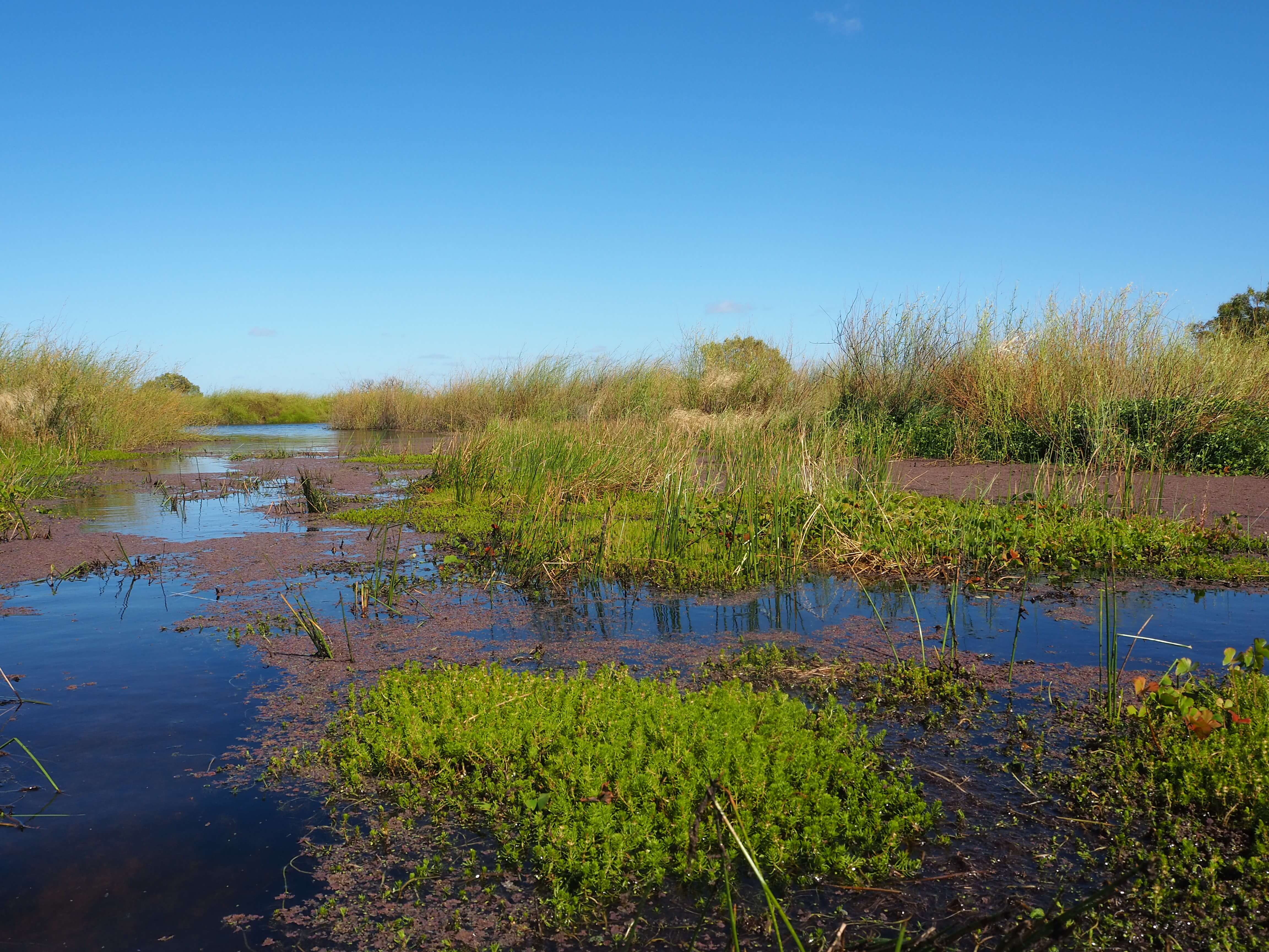 Photo of Booligal Wetland in December 2022. The image shows a vibrant wetland with aquatic plants floating on the water’s surface, taller grasses and reeds in the middle ground, and dense vegetation in the background under a clear blue sky.