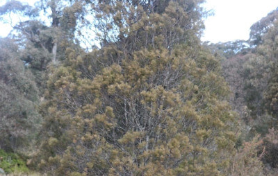 Small pine tree (Callitris oblonga subsp parva) with numerous branches and green-brown leaves