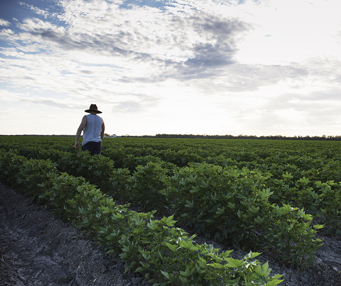  A farmer wearing a cowboy hat, walking between rows of cotton bushes. His back is towards the camera and the sky is cloudy but bright.