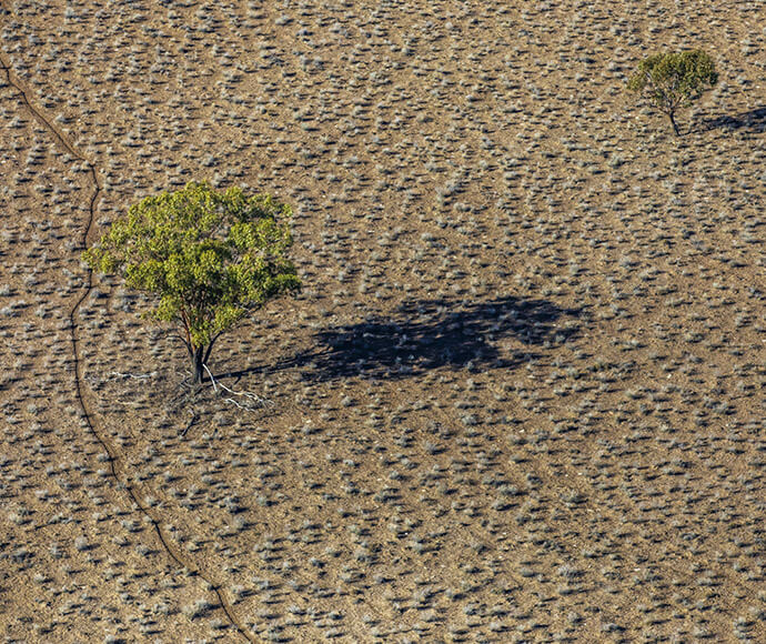 A lone tree in the desert of far west New South Wales