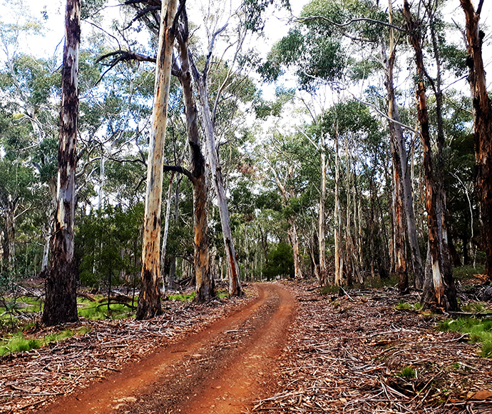 A dirt path winds through a forested area in Coolah Tops, bordered by tall eucalyptus trees. The path is covered with fallen leaves, and the forest floor is scattered with dry leaves and branches. Dappled sunlight filters through the canopy above, highlighting the natural beauty and tranquillity of the scene.