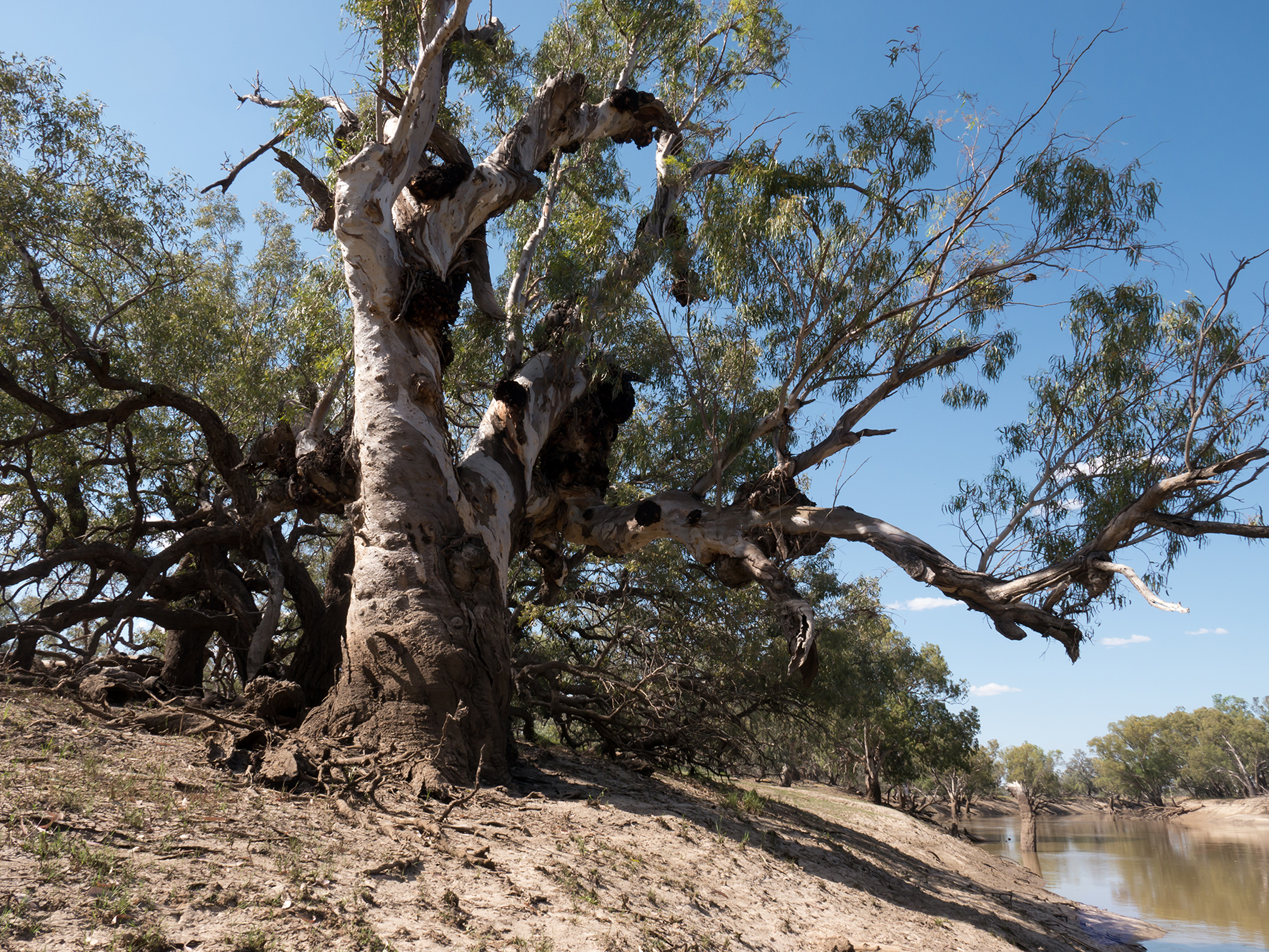 Large, twisted gum tree on the bans of a river with clear blue skies.