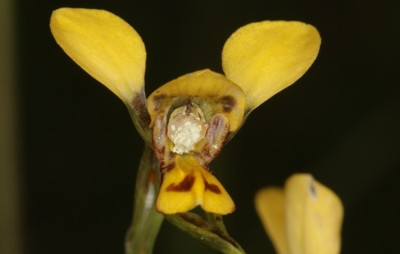 A yellow orchid with 3 petals.