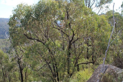 A multi-stemmed eucalyptus tree with dark trunks and branches and green leaves