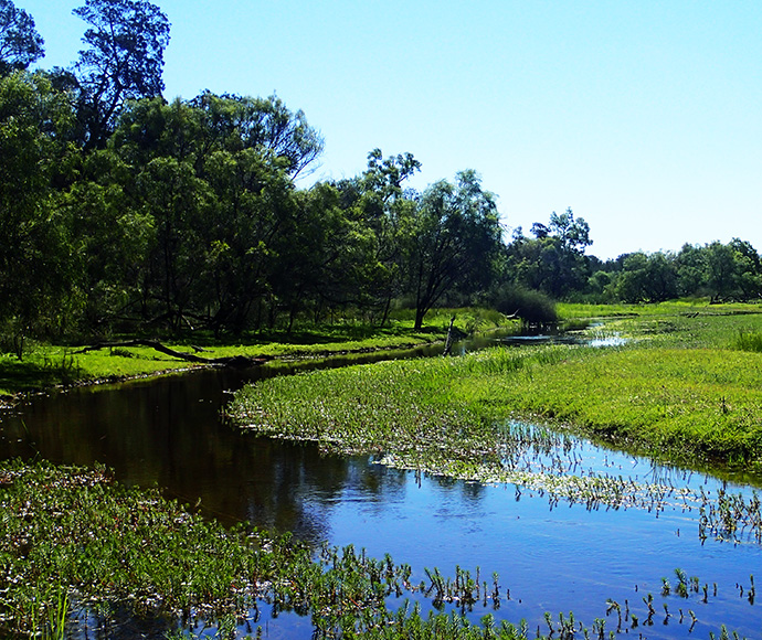 Downstream of Gingham Bridge on a bright sunny day, with greenery in the background and and water plants on the river.