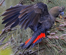 A glossy black cockatoo with wings spread showing bright red tail feathers