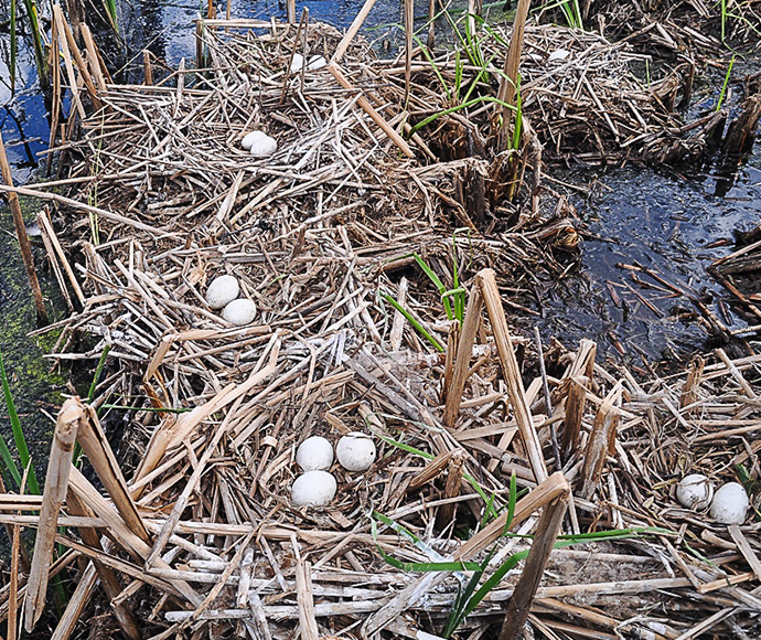 The image shows a cluster of alligator eggs nestled among marshy vegetation and partially submerged in water. This close-up view highlights the natural habitat where alligators lay their eggs, providing insight into their nesting behavior and environmental needs.