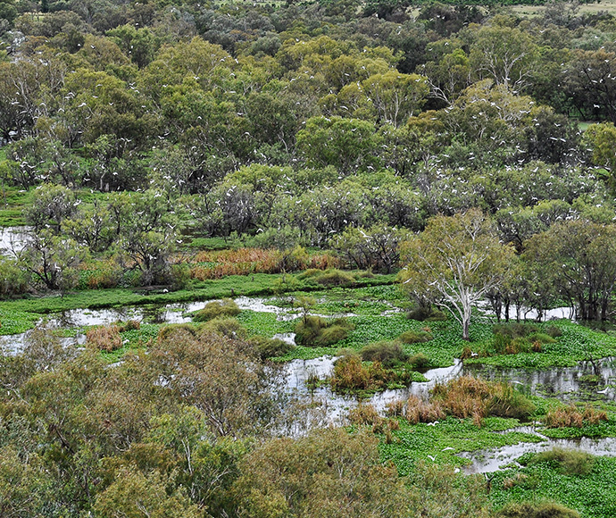 Wetland ecosystem with dense green vegetation, trees, shrubs, and patches of open water, highlighting the biodiversity and natural patterns of the environment.