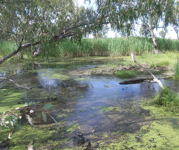 Semi-permanent wetland under river red gums in the Macquarie Marshes Nature Reserve. The image shows still water partially covered by green aquatic plants, with overhanging branches from river red gum trees framing the top. A clear sky is visible in the background.