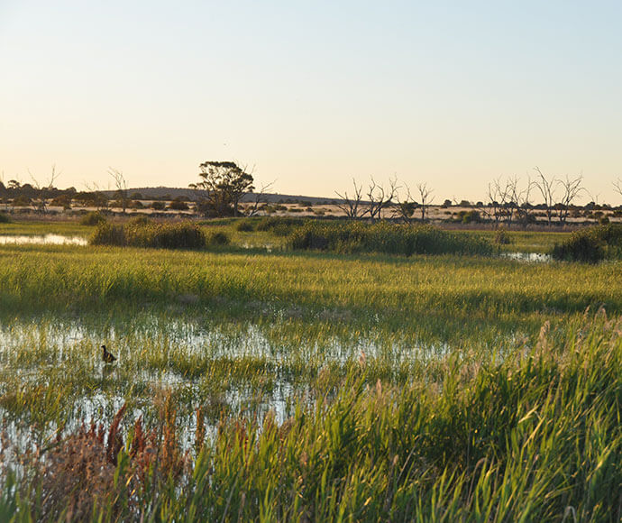 Image of Campbell’s Swamp near Griffith, featuring a wetland with lush green reeds and grasses in the foreground, standing water reflecting the light, and scattered dead trees in the background under a clear sky at dusk.