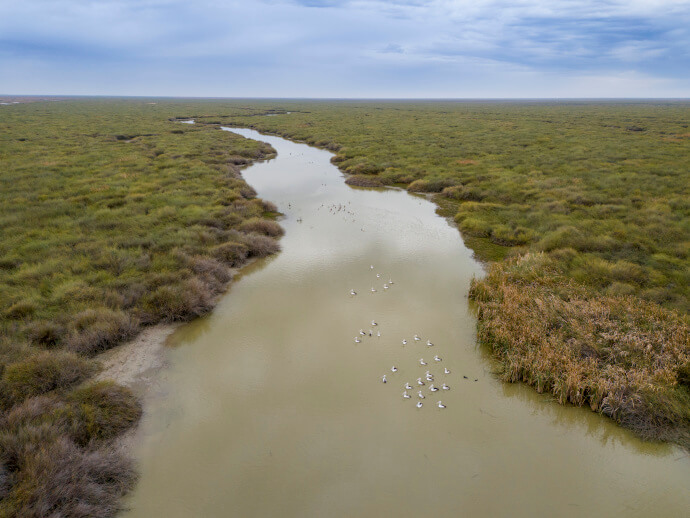 Muddy brown water snakes its through the centre of the image. Brown and green vegetation spread along either side of  the waterway and groups of black and white pelicans float on the water.