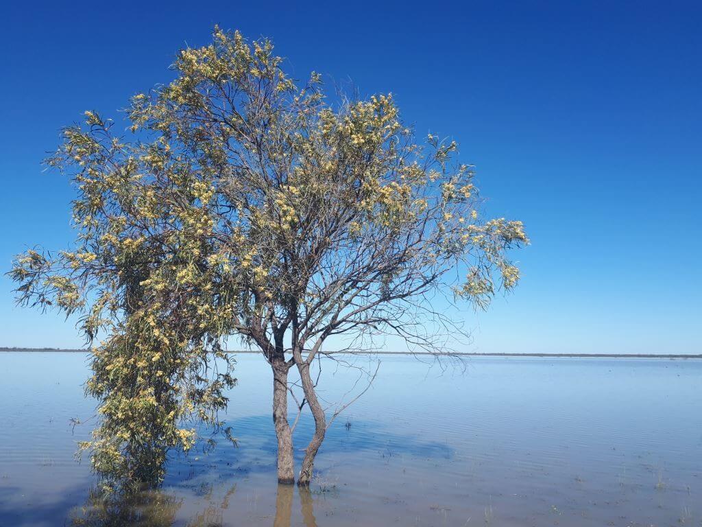 A solitary tree with greenish-yellow leaves stands partially submerged in the calm waters of Narran Lake Nature Reserve during a flood in April 2021, under a clear blue sky.