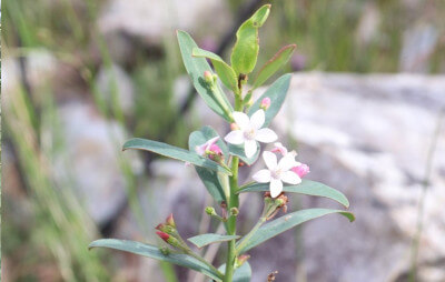 White-petalled flowers on the top of a single green stem with green leaves and pink flower buds of the mountain waxflower (Philotheca obovatifolia).
