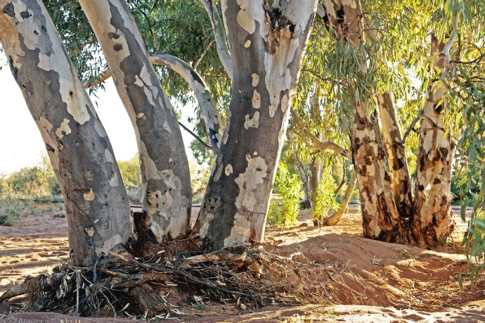 A river red gum featuring long and thick branches and vibrant green leaves shining in the sun.
