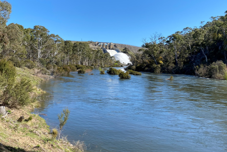 Flowing blue water of the Snowy River in the foreground with trees and bushes on either side, the turbulent rush of a flow from Jyndabyne dam in the background and bright blue sky above.n