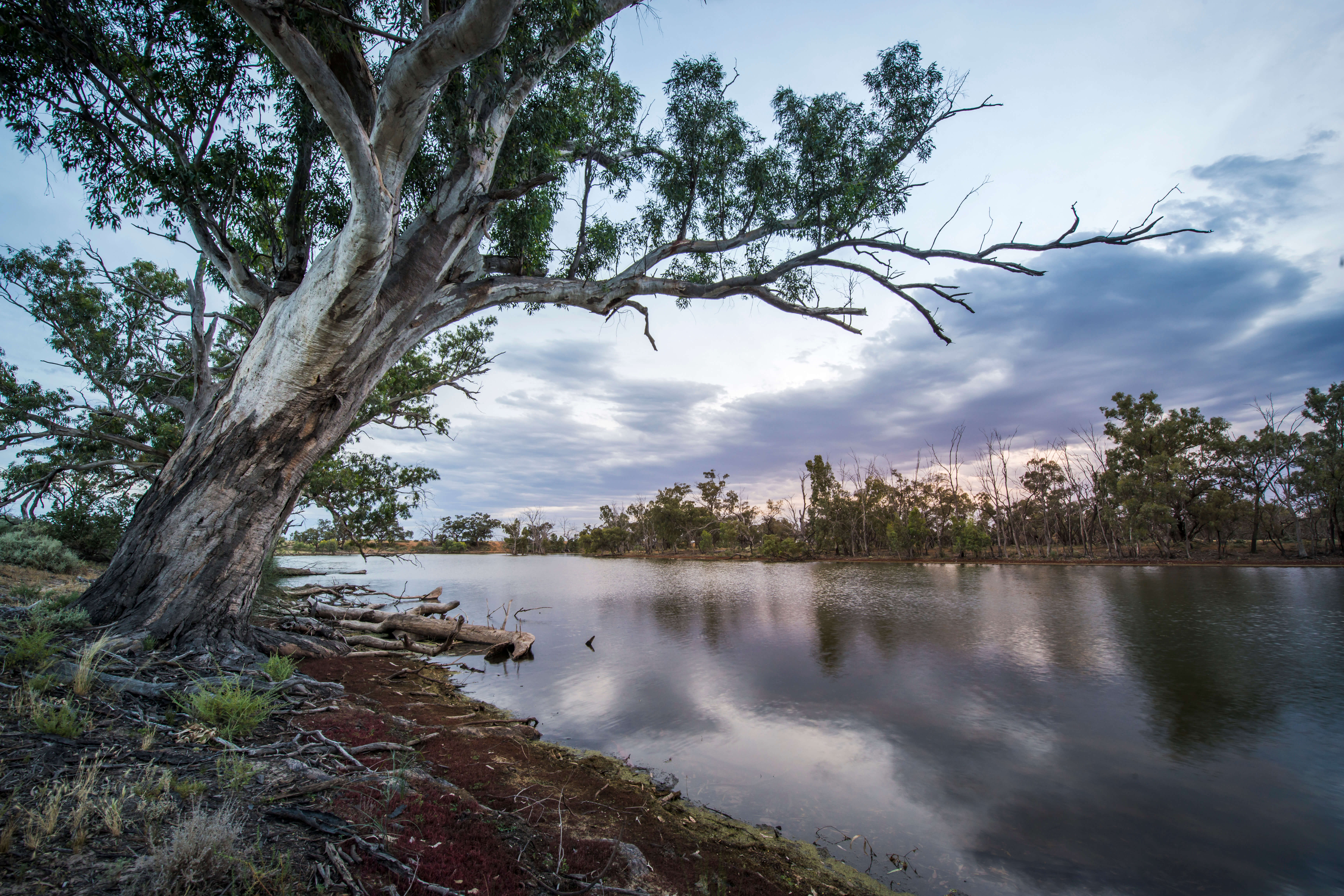 Sunset over the Mid Murray River with a large, gnarled tree in the foreground on the left, its branches stretching out over calm waters reflecting the soft pastel sky. The opposite riverbank is lined with dense greenery under a cloud-streaked sky.