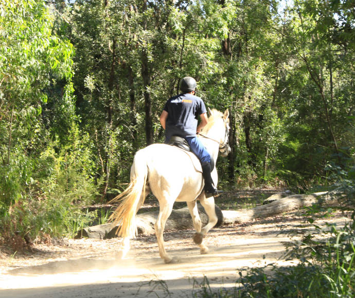 A person riding a white horse on a dirt path through a wooded area. The trees are lush and green, indicating that the setting might be in a forest or park with dense vegetation. The rider is wearing casual attire and a helmet for safety, suggesting recreational horseback riding.