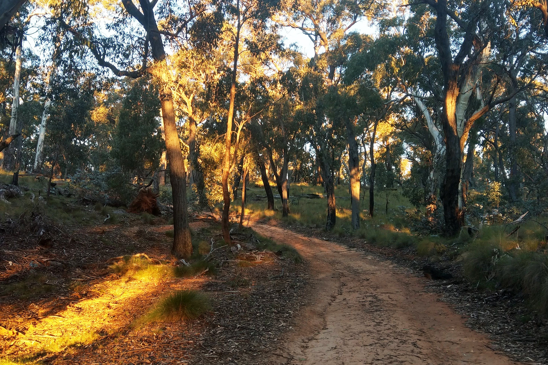 Dirt road curving through trees at dawn