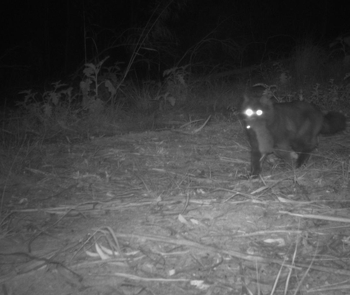 Cat (Felis catus) sitting on the ground with native rat in its mouth, caught on sensor camera at night.