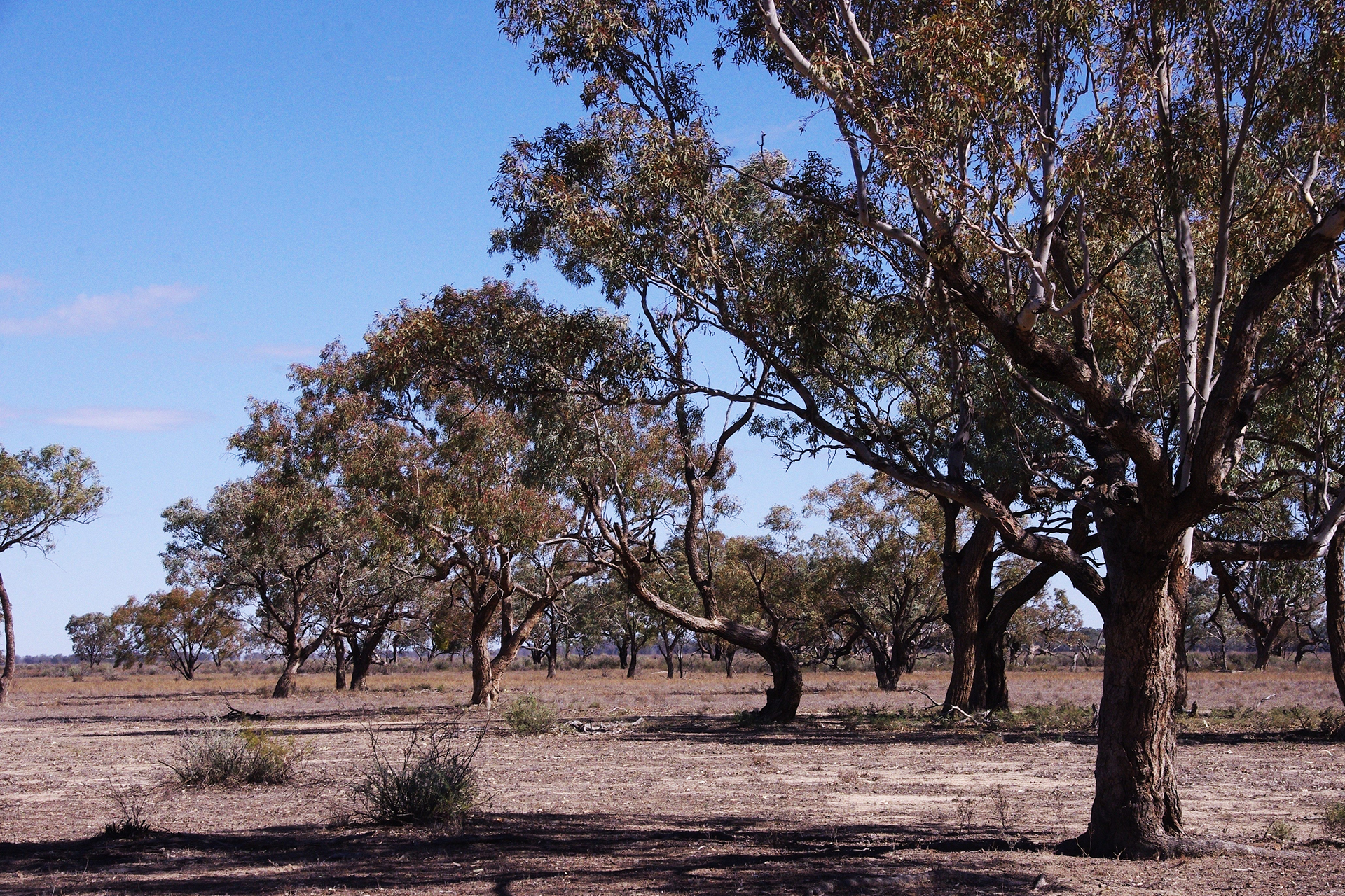 Small trees in arid landscape