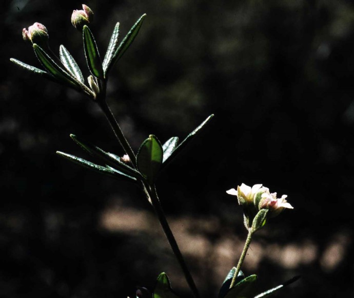 A plant with thin dark green leaves and small white flowers
