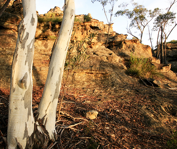A striking rock formation known as a pagoda in Gardens of Stone National Park. The foreground showcases the unique, layered structure of the pagoda rock, with its rugged surface and distinct shape resembling a tiered tower. Surrounding the formation are dense green trees and shrubs, under a clear blue sky. The natural beauty and geological features of the park create a captivating scene.