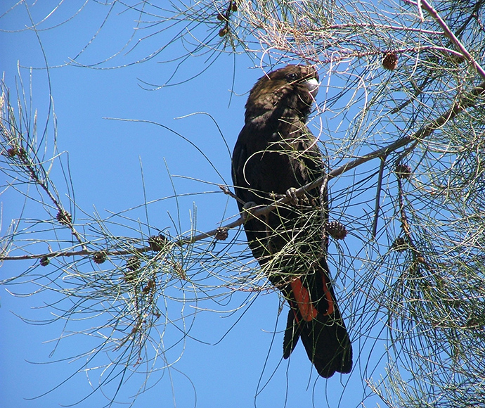 A black cockatoo with red tail feathers sits on a branch against a clear blue sky. The bird is surrounded by sparse, needle-like pine foliage.