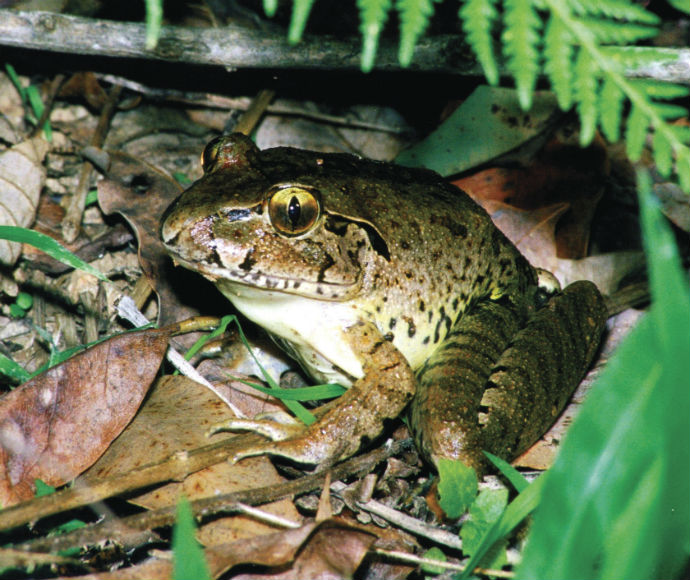 A brown frog sits on the forest floor amidst fallen leaves and green ferns. Its alert eyes and textured skin create a natural, earthy atmosphere.