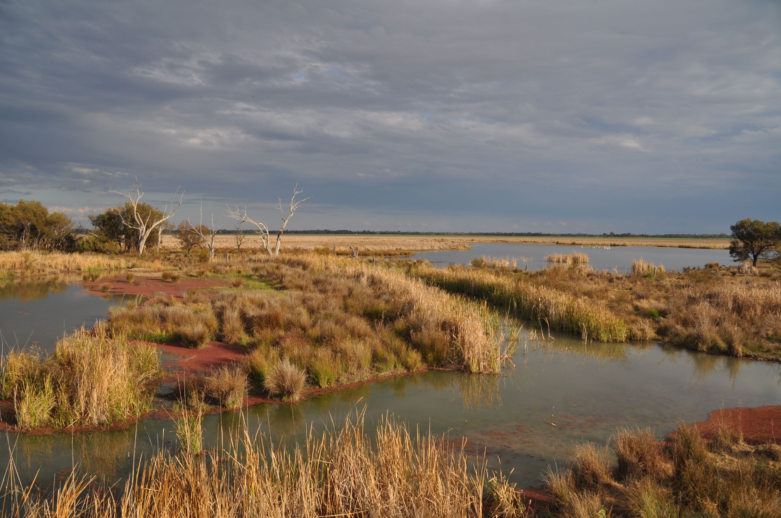 A panoramic view of the Gwydir Wetlands Ramsar site, showcasing lush wetlands with diverse vegetation, reflecting water bodies, and a cloudy sky. When flooded they form an important site for breeding waterbirds.