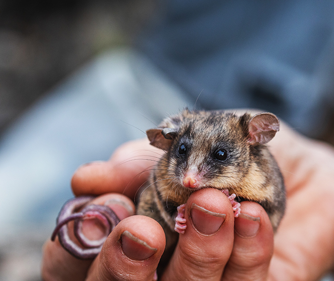 Mountain Pygmy-possum, Burramys parvus