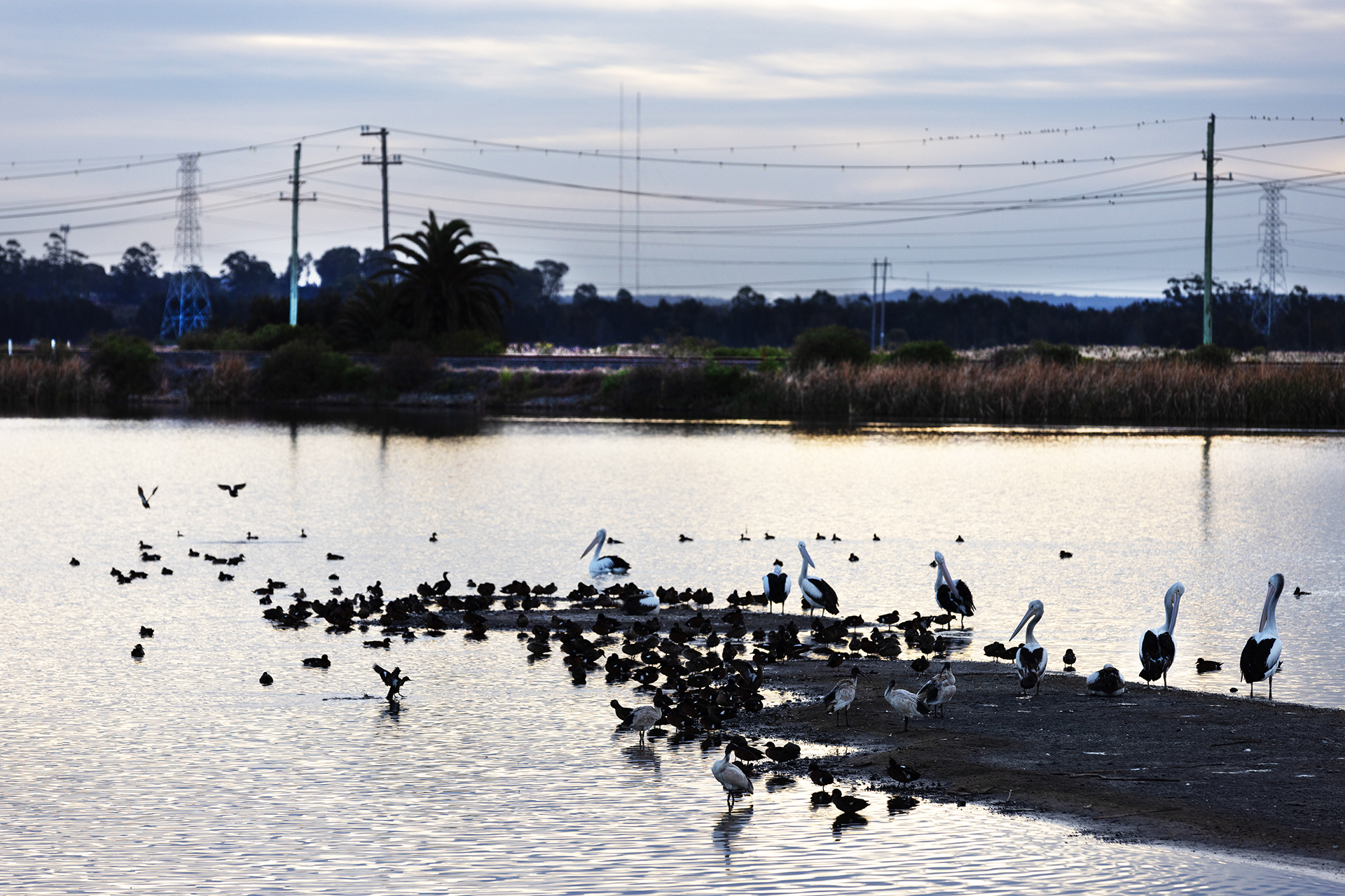 Shoreline with shorebirds in foreground, infrastructure in background