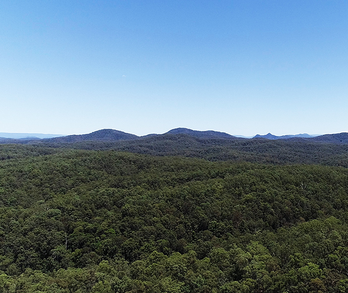 "A scenic view of Ngambaa Nature Reserve, featuring dense forested areas with tall trees and lush green foliage. The landscape is bathed in natural sunlight, highlighting the vibrant vegetation and peaceful atmosphere of the reserve.