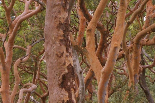 This image showcases the beautiful red gums (Angophora costata), also known as Sydney red gums. These trees are native to eastern Australia and are easily recognizable by their smooth, pinkish bark that peels away to reveal a fresh, orange-red layer underneath.