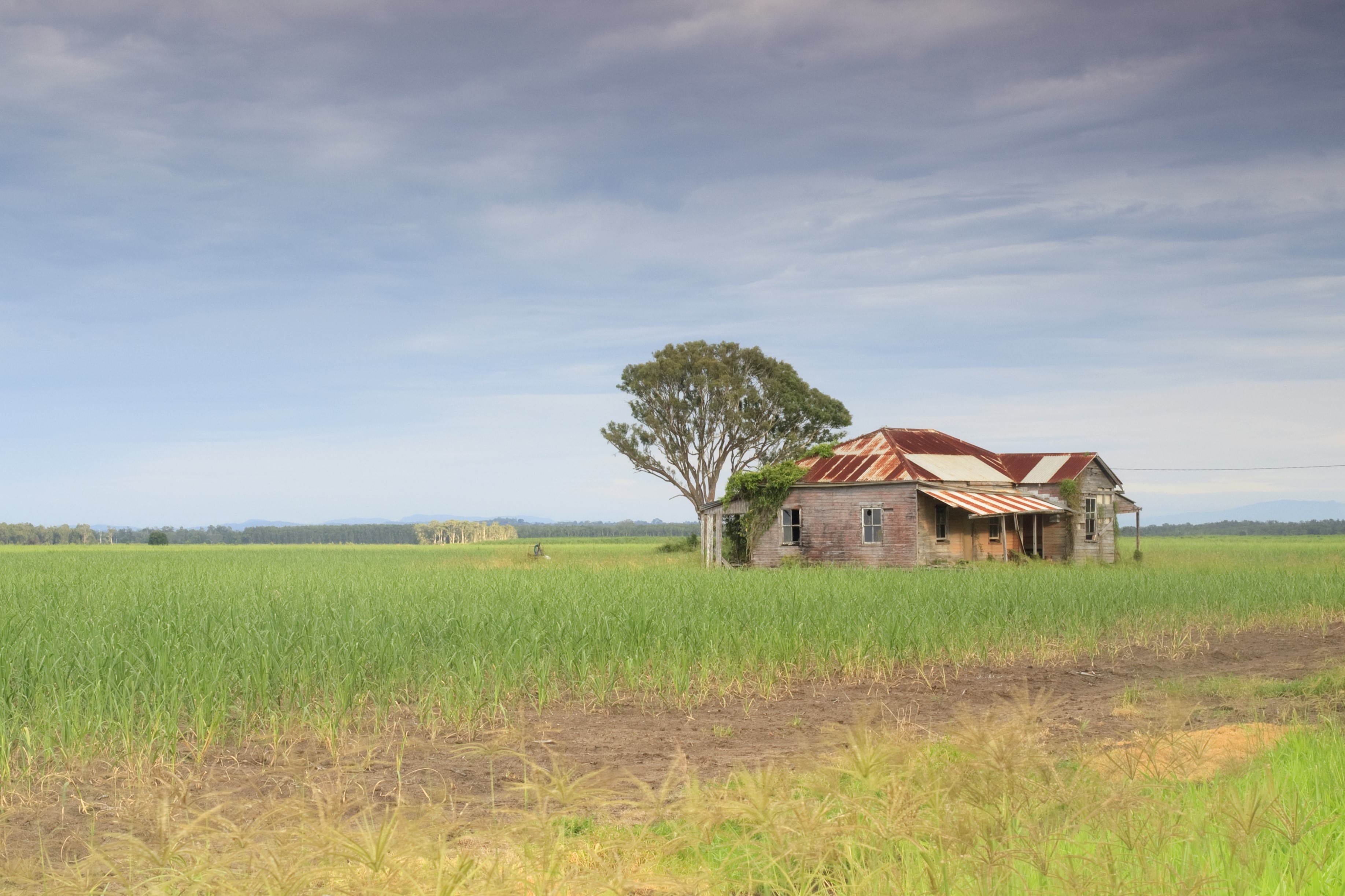 A picturesque scene of sugarcane farmland in Richmond Valley, Northern Rivers, under a slightly dark blue, cloudy sky. In the center, a large tree stands next to an old farmhouse, surrounded by lush green sugarcane fields that stretch into the distance, creating a tranquil rural landscape.