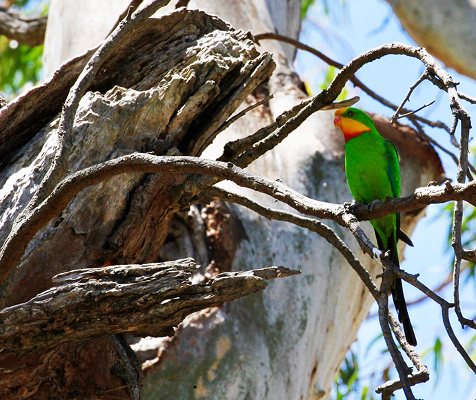 A vibrant green superb parrot perched on a gnarled tree branch against a blue sky, with its red and yellow face adding a splash of colour, evoking a sense of serenity.