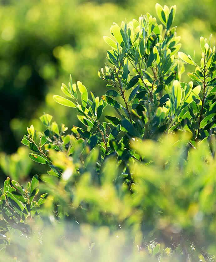 Green leaves of the coast tea-tree silhouetted