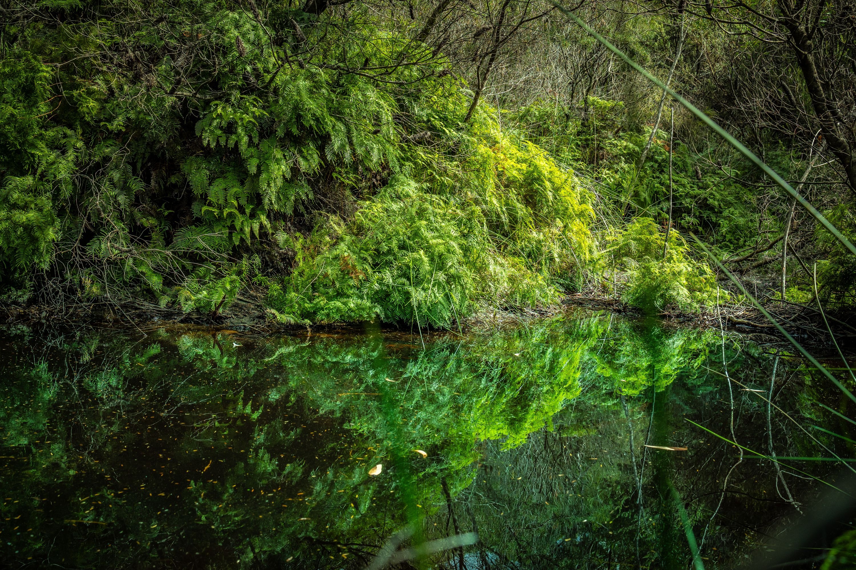 A large green folage of plants over hanging a swamp. The water surface is still so the greenery is mirrored perfectly.