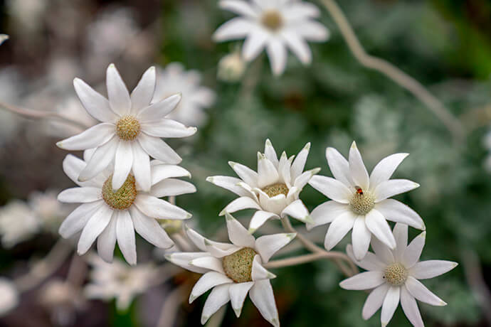 Close-up of 6 Flannel flowers (Actinotus helianthi) with around 10 white, velvety petals each and yellow centers. The background is blurred, showcasing hints of green foliage, capturing the serene beauty along the Malabar walking track in Malabar Headland National Park.