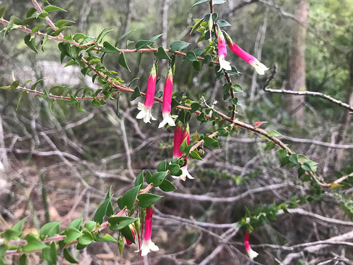 Thin tubular fuchsia flowers with white tips that splay out and fine green leaves.