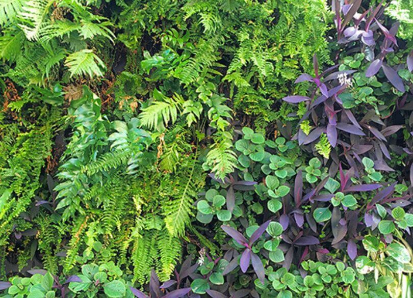 The bottom of a sandstone wall is visible at the bottom of expanse of green and purple plants growing vertically on a wall.