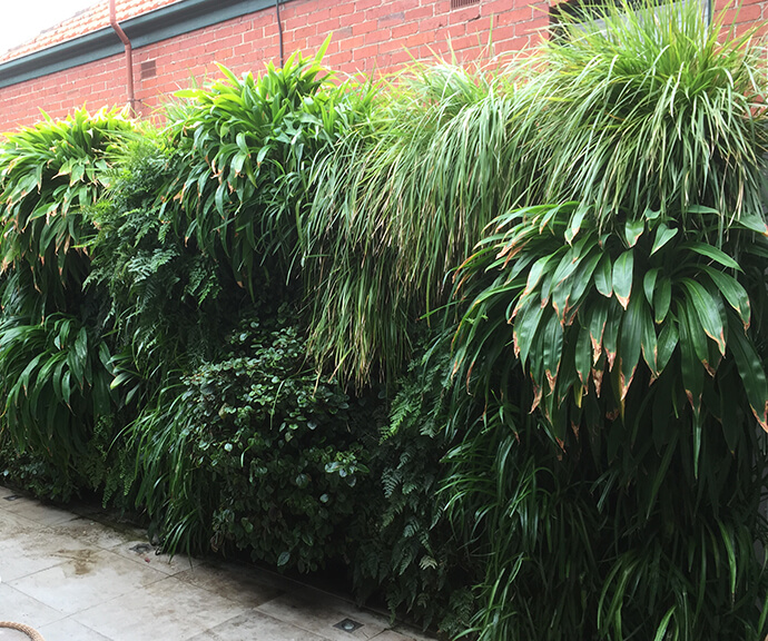 A tiled courtyard with green wall covered in thick lush plants and a red brick wall behind.