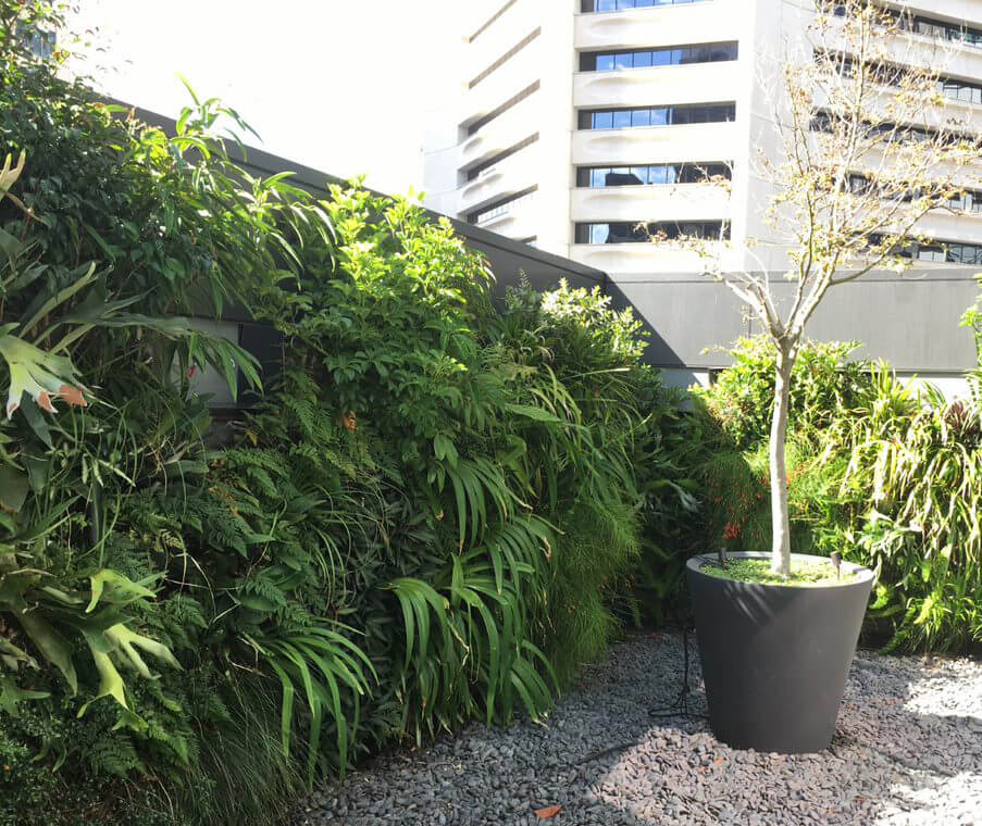 Courtyard corner with stones and potted tree surrounded by green wall of plants with a multi-storeyed building behind the courtyard wall.
