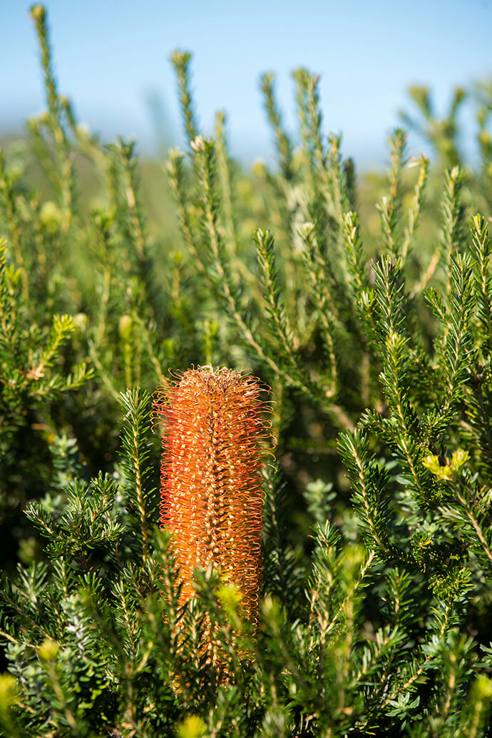 Orange banksia flower head in the middle of green finely leaved banksia branches.