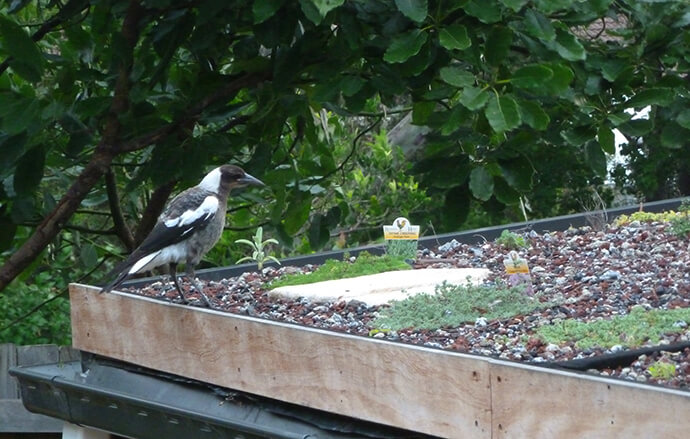 A young magpie perched on the edge of newly created roof garden with small green plants, stepping stone and growing medium on the roof and trees in the background.