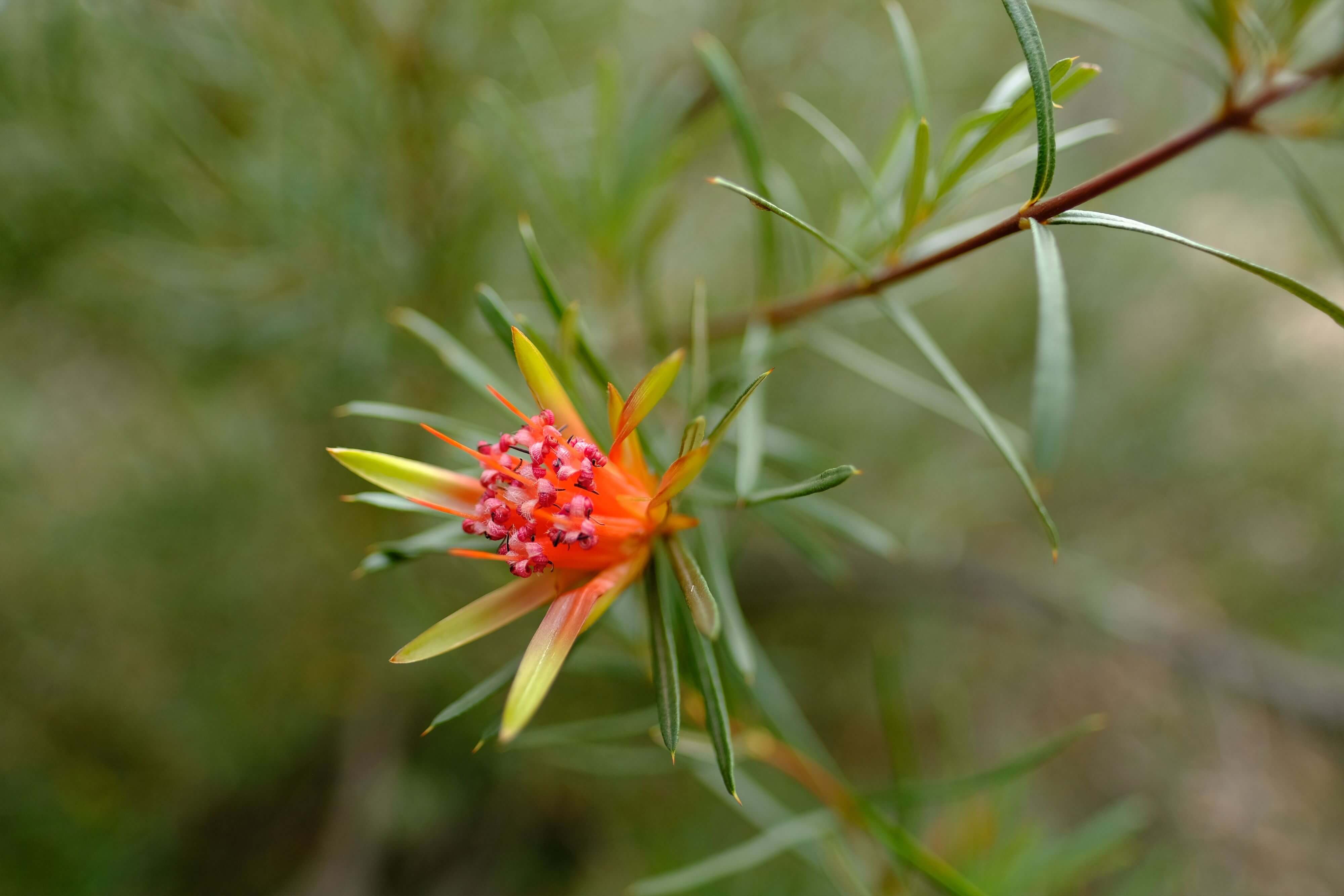 Close-up of a vibrant red Lambertia formosa flower with striking red petals standing out against the natural greenery of the Glenbrook area of Blue Mountains National Park.