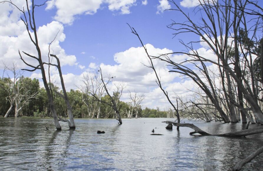 The image shows a serene river scene with several dead trees standing in the water. The sky is bright blue with scattered white clouds. On both sides of the river, there are dense green forests. The dead trees in the water create an interesting contrast with the lush greenery in the background. The scene is calm and peaceful, with the reflection of the trees visible on the water's surface.