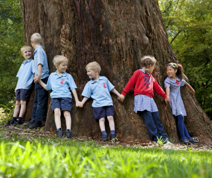 Six primary school aged children wearing their red and blue uniforms, holding hands at base of giant tree trunk