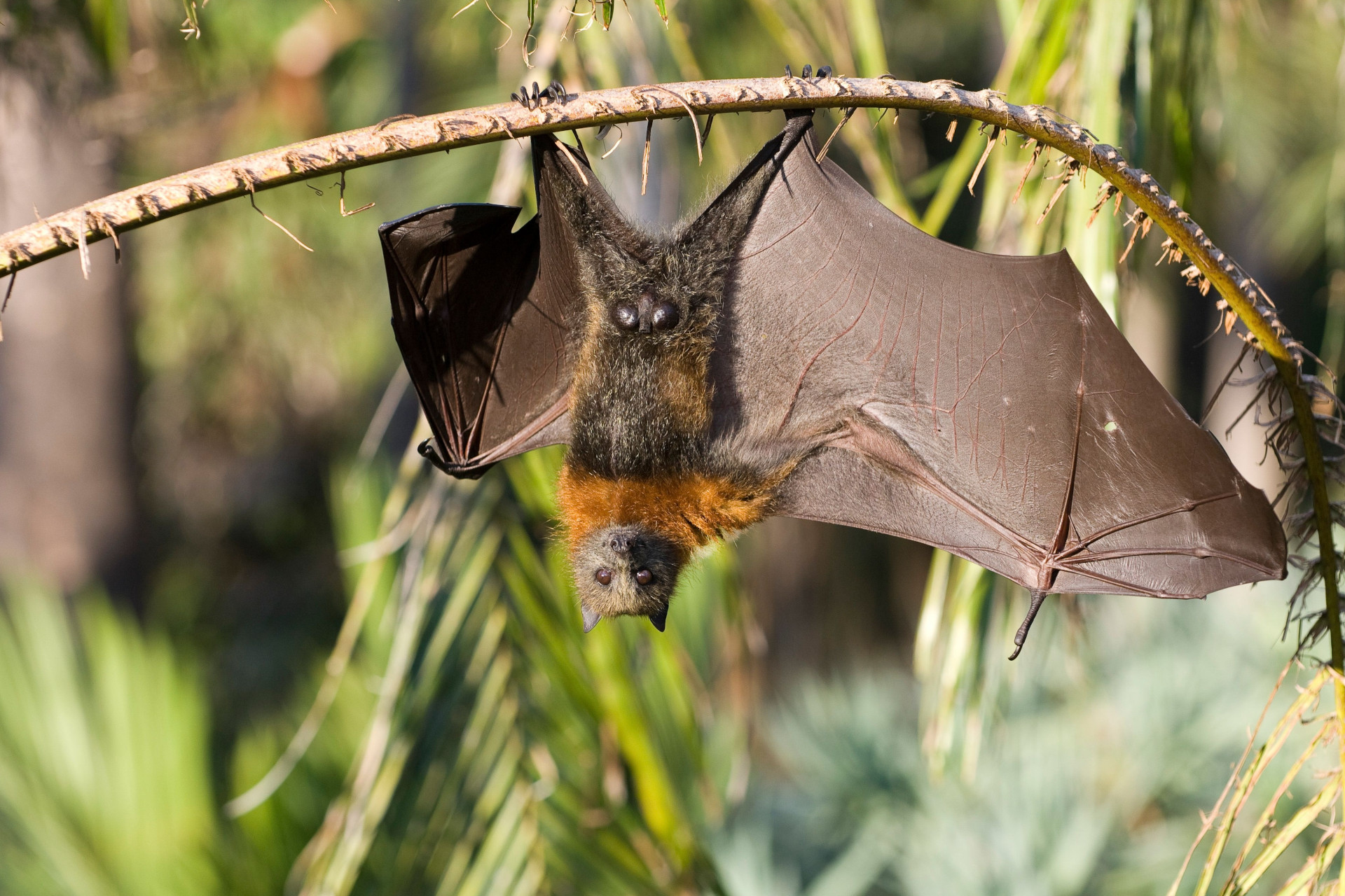 A flying fox hanging upside down off a thin branch. The wings are stretched outwards, and their eyes look deep into the your very soul.