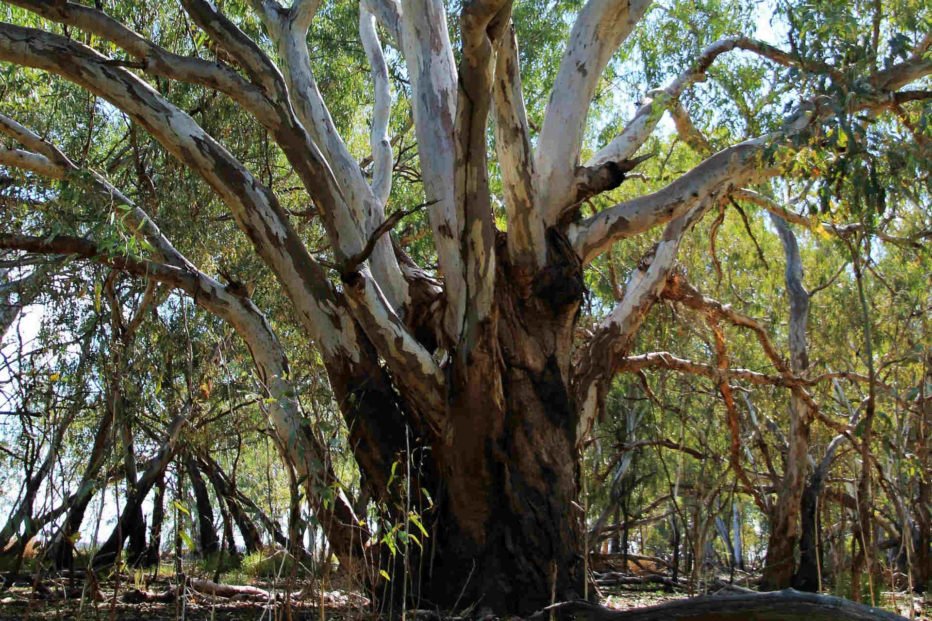 A wide tree with many strong branches rising from near its base, surrounded by smaller slender trees