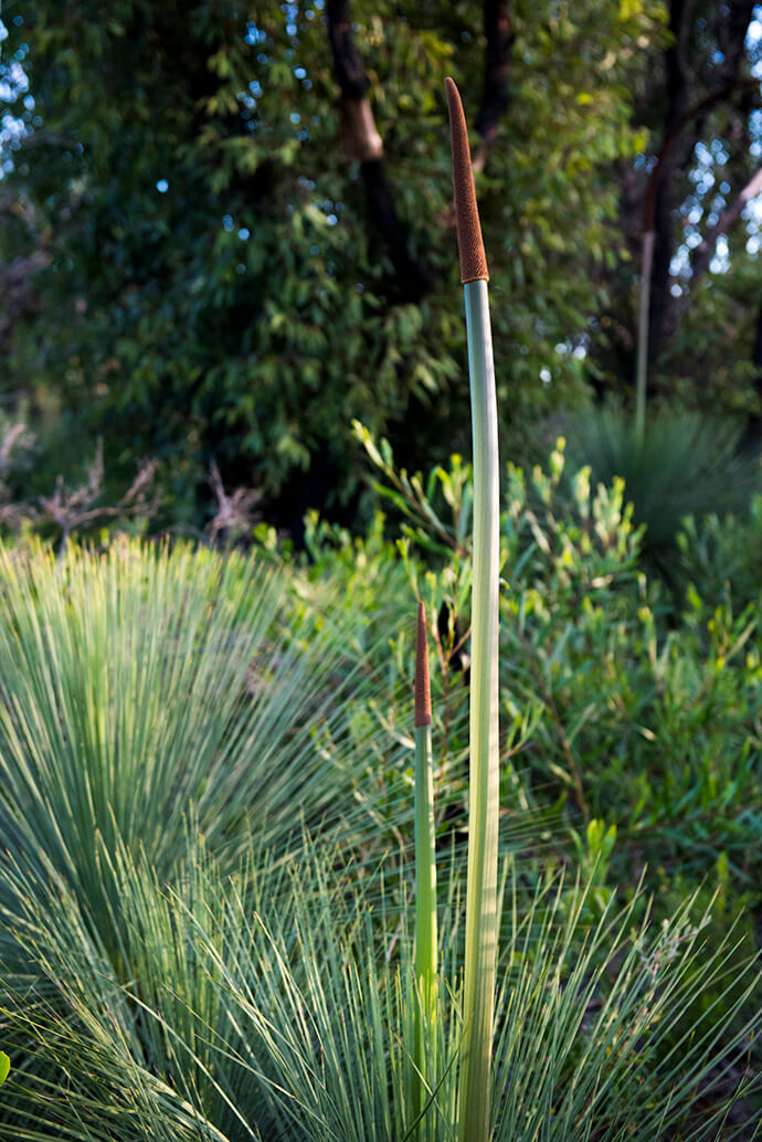 Striking grass tree with two long thin flower spikes and straight needle leaves